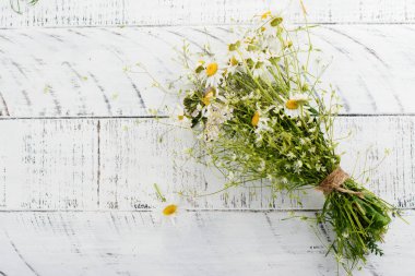 Papatya papatya çiçeği 