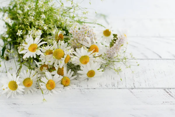 Papatya papatya çiçeği 