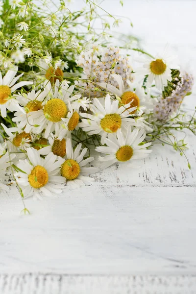 Papatya papatya çiçeği