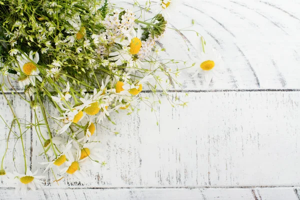 Papatya papatya çiçeği