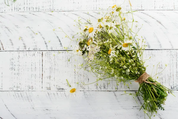 Papatya papatya çiçeği 