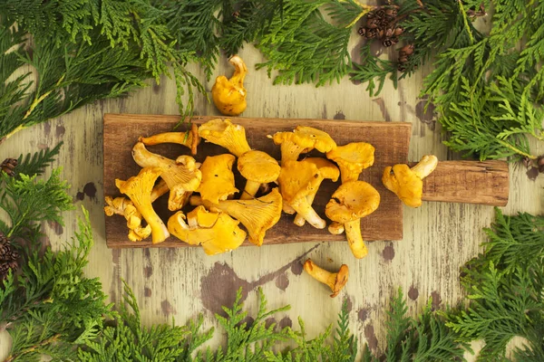 Ham chanterelles yığını