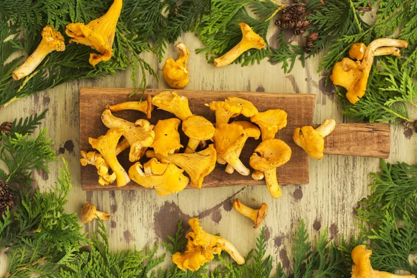 Ham chanterelles yığını