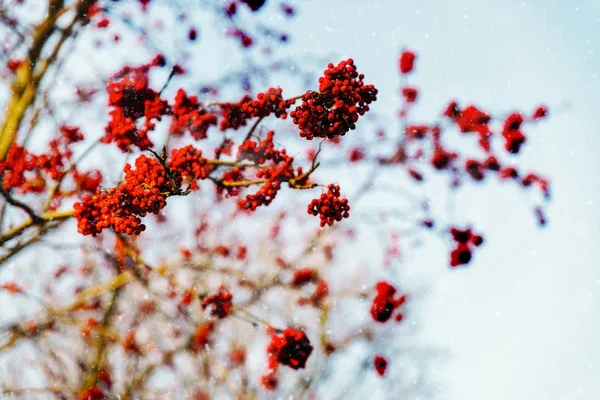Ягоды красной рябины над голубым небом — стоковое фото