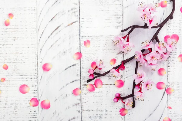 Flor de cereja. Flores cor de rosa de sakura. Conceito de primavera ou dia das mães — Fotografia de Stock