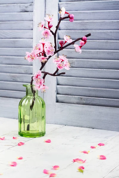 Cherry blossom. Pink flowers of sakura. Spring or moms day concept — Stock Photo, Image