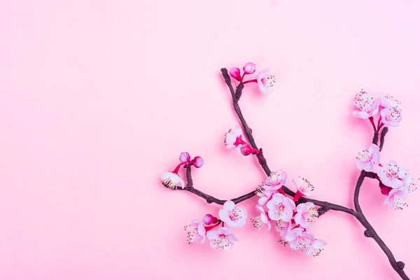 Třešňový květ. Růžové květy Sakura. Jaro nebo maminky den koncept — Stock fotografie