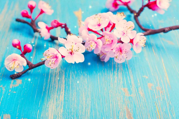 Branch of blossom sakura. Spring or easter holiday concept — Stock Photo, Image