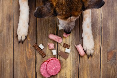 Köpek yemek yemek yasak. Hayvanlar için sağlıksız yemek