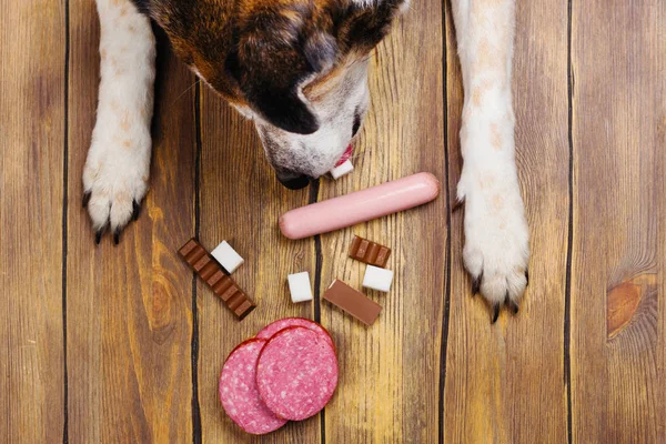 Perros patas y neb y montón de comida prohibida perros sobre fondo de madera — Foto de Stock