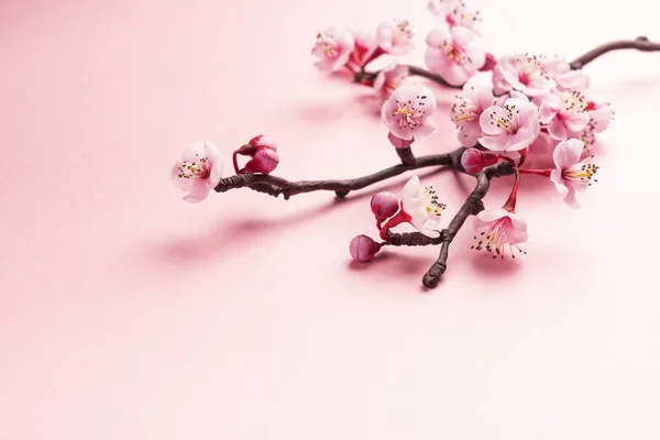 Ramo de Sakura em rosa — Fotografia de Stock