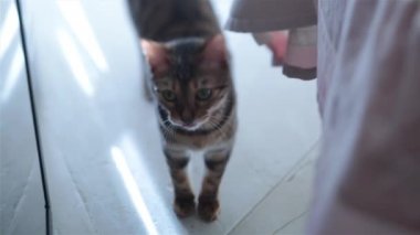 Kedi evin etrafında dolaşıyor.