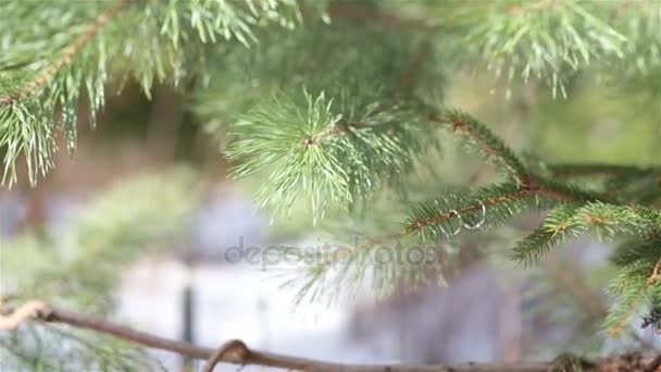 Jegygyűrűk egy fenyőágon — Stock videók