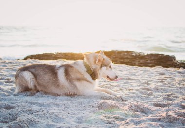 Sibirya husky köpek sunrise plajda