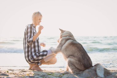 Oynama ve Sibirya husky köpek sahilde güneş doğarken eğitim genç erkek