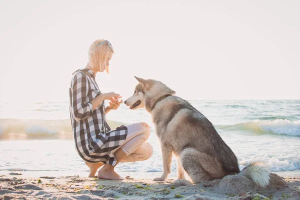 Молодая женщина играет и тренируется с сибирской хаски-собакой на пляже на рассвете — стоковое фото