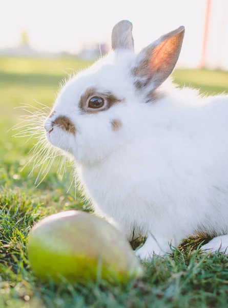 Rabbit standing near pear on the green lawn in the park