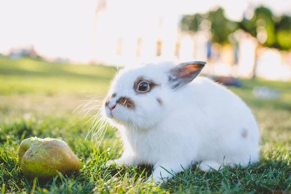 Lapin debout près de la poire sur la pelouse verte dans le parc — Photo