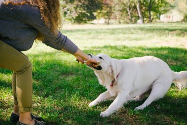 Genç kadın köpekle oynamayı 