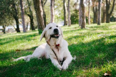 Av köpeği labrador köpek park