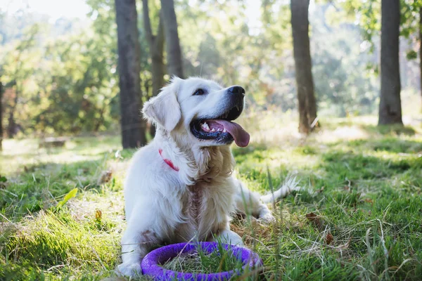 Pies Labrador, grając w parku — Zdjęcie stockowe