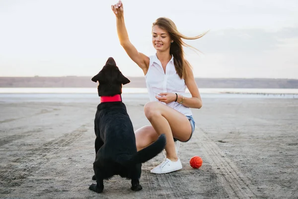 Jovem fêmea formação labrador retriever cão na praia ao pôr do sol — Fotografia de Stock