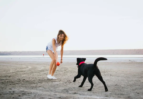 Jovem fêmea formação labrador retriever cão na praia ao pôr do sol — Fotografia de Stock