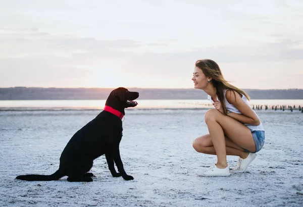 Jovem fêmea formação labrador retriever cão na praia ao pôr do sol — Fotografia de Stock