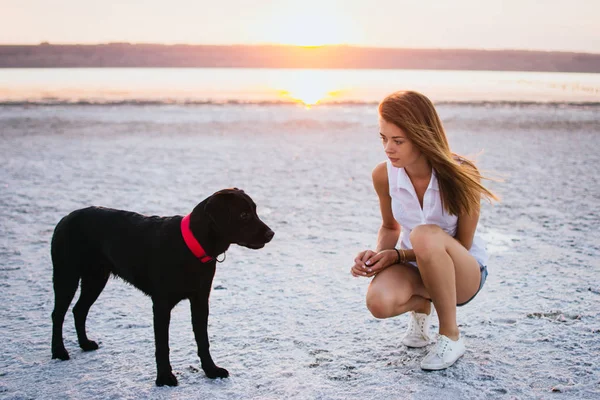 Молодая собака-лабрадор на пляже на закате — стоковое фото