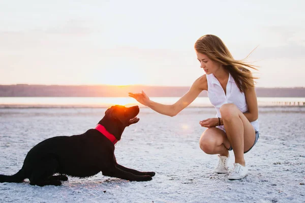Jovem fêmea formação labrador retriever cão na praia ao pôr do sol — Fotografia de Stock