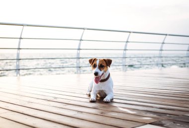 sevimli köpek jack russel 