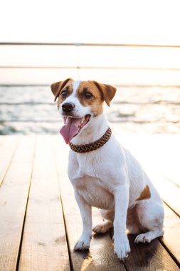 Şirin jack russel köpek 