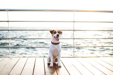 Şirin jack russel köpek 