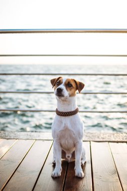 Şirin jack russel köpek 