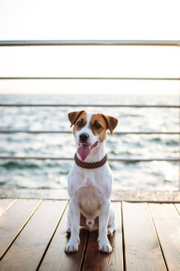 Şirin jack russel köpek 