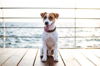 Şirin jack russel köpek 