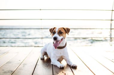 Şirin jack russel köpek 