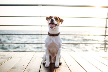 Şirin jack russel köpek