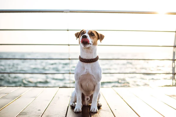 귀여운 잭 러셀 강아지 — 스톡 사진