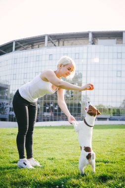 Eğitim kadın jack russel terrier