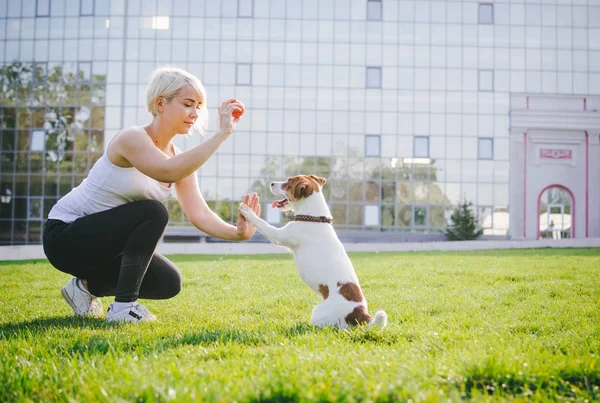 Jovem mulher formação bonito jack russel — Fotografia de Stock