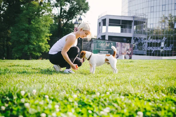 Mujer entrenamiento lindo jack russel — Foto de Stock