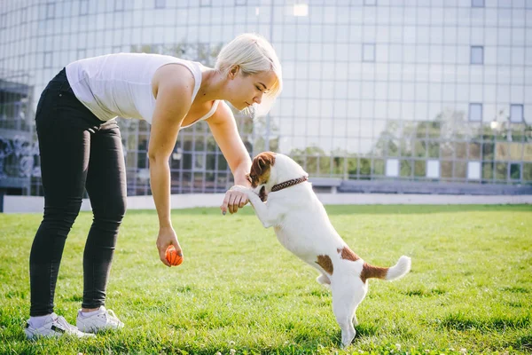 Mujer entrenamiento jack russel terrier — Foto de Stock
