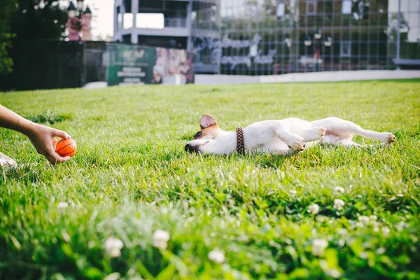 Sevimli Jack Russell Teriyeri