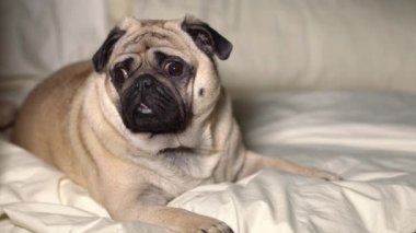 Şirin pug köpek yatakta, yorgun ve tembel bırakır