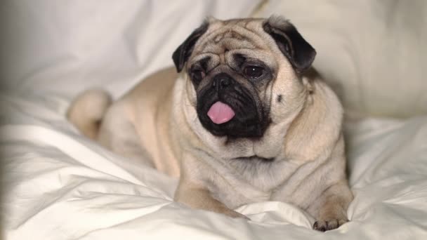 Un lindo perro pug se acuesta en la cama, cansado y perezoso — Vídeos de Stock