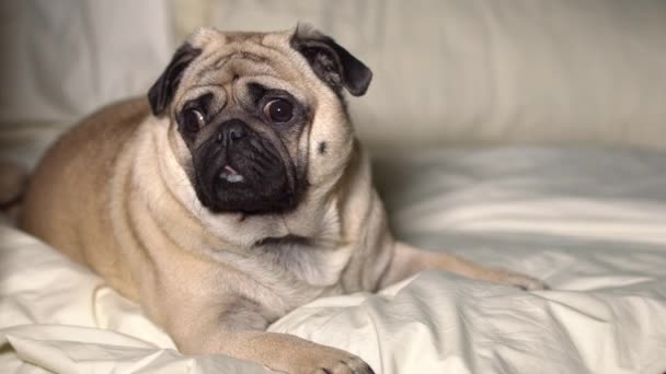 Um cachorro bonito coloca na cama, cansado e preguiçoso — Vídeo de Stock