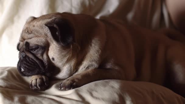 Ένα χαριτωμένο pug σκυλί γεννά στο κρεβάτι, κουρασμένος και οκνηρός — Αρχείο Βίντεο