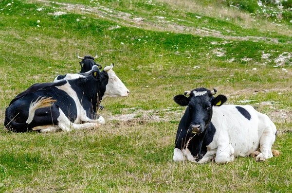 Black and White Cows — Stock Photo, Image
