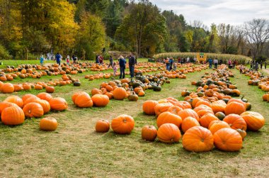 People Picking the Pumpkins at a Pumpkin Patch clipart
